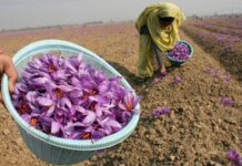 Govt Rolls Out Multi-Layered Plan to Protect Pampore’s Saffron Fields from Porcupine Damage