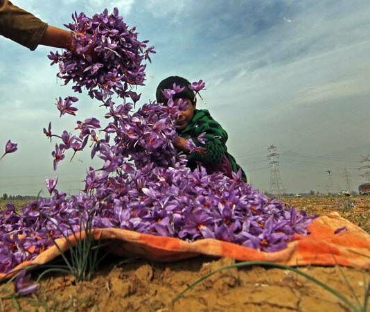 Kerala Farmer’s Indoor Saffron Breakthrough Signals New Chapter Beyond Kashmir
