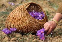 Ludhiana Siblings Grow Kashmir Saffron Indoor, Sell ‘Red Gold’ at Rs 12 Lakh Per Kg