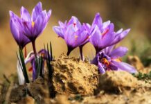 Dry Weather Conditions Affect Saffron Production in Kashmir