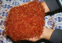 Outdoor Saffron Yield Plummets to Historic Low, Say Growers