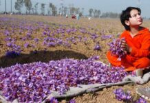 Navin Choudhary Launches GI Tagged Saffron From Kashmir In UAE