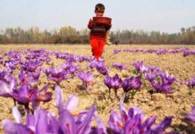 Goi Issues Certificate Of GI Registration For Saffron Grown In Kashmir Valley