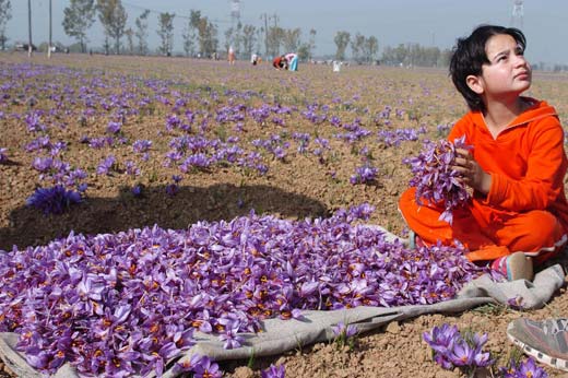 A child sorts Saffron flowers in the world famous Saffron fields at Pampore