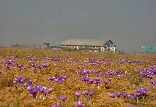 Porcupine Onslaught Raises Issues For Pulwama’s Saffron Growers