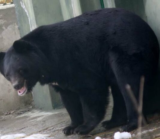 Man Injured in Bear Attack in North Kashmir, Shifted to Hospital