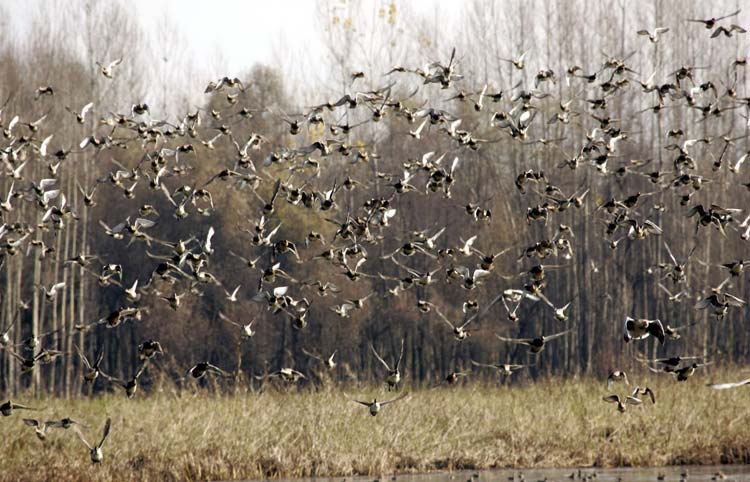 MIGRANT BIRDS (15)