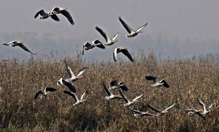 MIGRANT BIRDS (4)