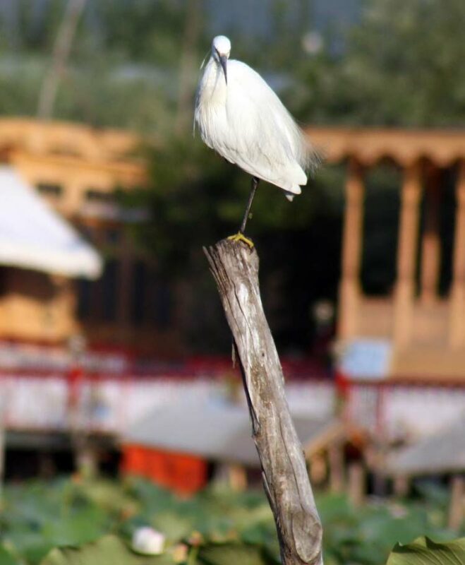 MIGRANT BIRDS (9)