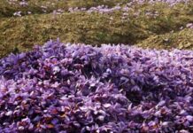 Jammu Kashmir Halts Decline in Saffron Cultivation, Plans Expansion