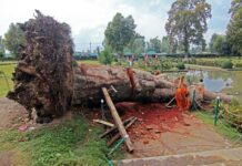 Chinar losing its ground in Kashmir