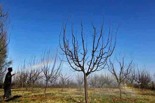 Pesticides-on-apple-trees