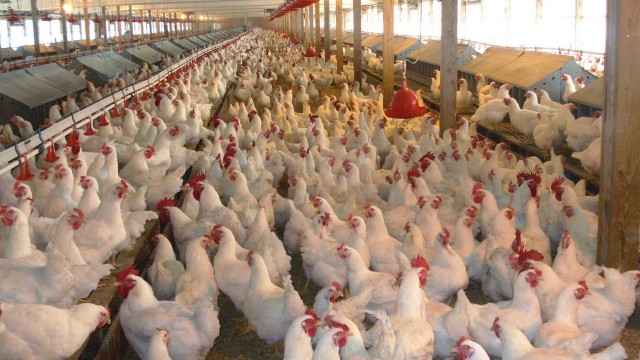 Chicken 2