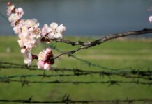 Secretary Tourism Kicks Off Spring Fest At Badamwari Park