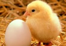 Poultry Farmers in ‘distress’