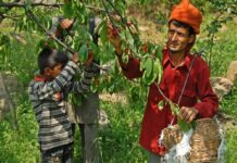 Kashmir’s Red Gold