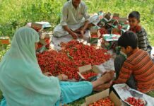 Italian and Bulgarian Cherries Fetch Rs 200–300 Per Kg in Kashmir, Growers Optimistic