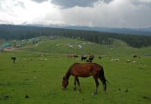 Enchanting Meadow