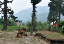 ‘Haven’t Seen Such Weather Before’: Jammu Kashmir Nomads Bear Brunt of Unusual Climate