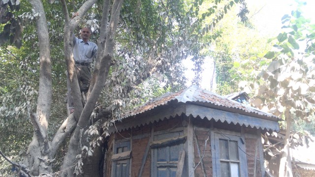Prasad spent 65 hours on this tree.
