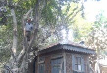Bahadur on Tree!