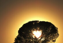 I have a heart