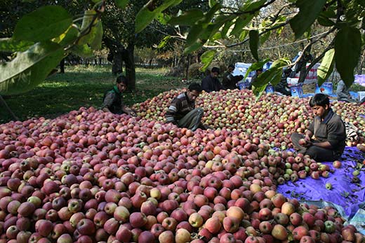 A scene of apple harvest.