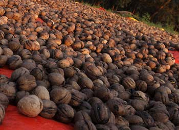 Walnut-Harvest