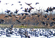 Migratory Birds Flock to Kashmir Wetlands
