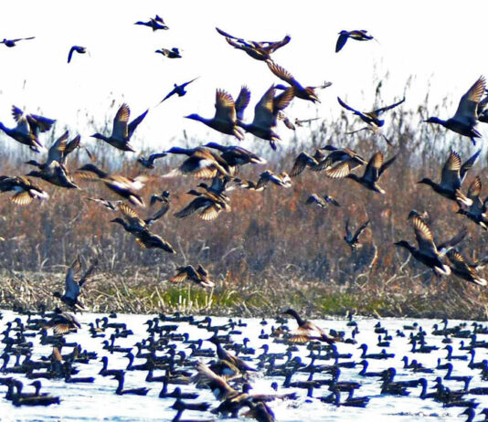 Jammu Kashmir: Wildlife Department Warns Against Sharing Exact Locations Of Migratory Birds