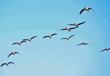 As Mercury Soars, Migratory Birds Flock Away From Kashmir