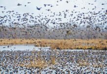 Mapping, Demarcation of Jammu Kashmir Wetlands To be Completed by March End