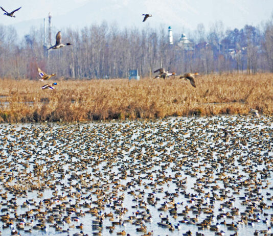 Jammu Kashmir HC Seeks Details About Wetlands Protection