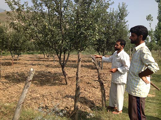 A man near his apple orchard in Lethpora village which was previously a saffron field.