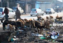 Dog Sterilisation Will Put An End To Man-Animal Conflict: Maneka Gandhi