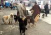 Kashmir Has 1.5 Lakh Stray Dogs, But Just Five ABC Centres