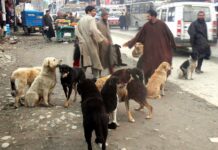 DC Budgam Sets Two Week Deadline for Stray Dog Control Plan