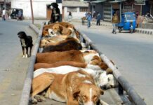 SMC Advises Residents to Feed Community Animals Following New ABC Guidelines