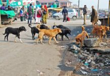 Stray Dog Attack Leaves 12 Injured in North Kashmir