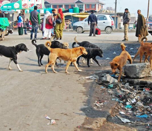 Rabid Dogs Bite Seven In Kotranka, Schools In 8 Panchayats To Remain Closed