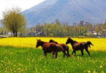 Majestic Mustard