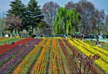 Traffic Department Issues Route Plan for Tulip Garden Visitors
