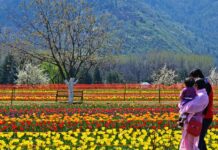 Tulip Garden full in bloom and not closed for tourists; clarifies Floriculture Department