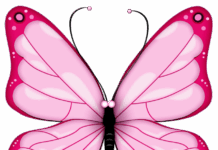 A Butterfly’s Journey