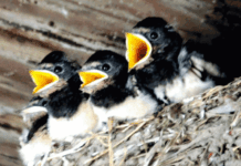 Look: It’s (Swallow)ing Inside Police Station!