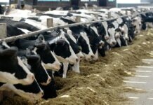 Half A Dozen Cattle Die Of ‘Asphyxiation’ In Qazigund