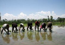 Smartphones to Smart Farming: Jammu Kashmir Takes Digital Learning to Rice Fields