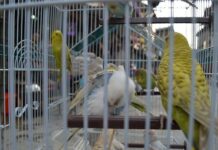 Caged and Voiceless