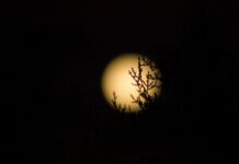 The Night