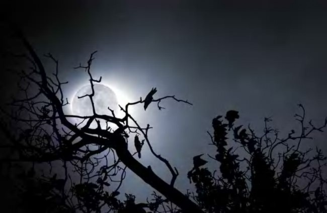 wolf-moon-night-sky